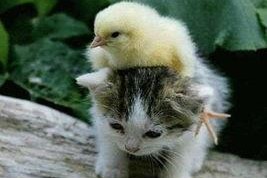 娱乐吃瓜小猫咪小说在线阅读,揭秘娱乐圈幕后风云